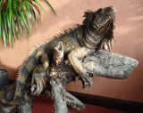 Iguana