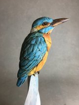 Kingfisher