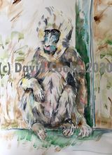 Mandril - Original watercolour A2