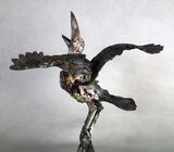 Marabou Stork
