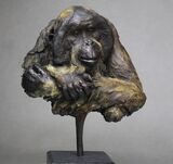 Orangutan Study
