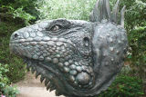 Iguana Head