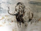 Young Elephant at Chester - original watercolour A2