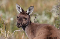 Western Grey Kangaroos (Macropus fuliginosus) 2