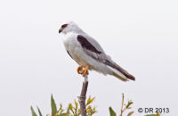 Black-shouldered Kite ( Elanus axillaris)