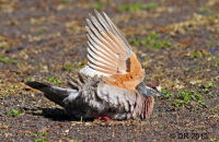 Common Bronzewing bathing under a sprinkler (Phaps chalcoptera)