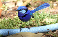 Splendid Fairywren (Malurus splendens) 1