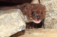 Weasel (Mustela nivalis) 1