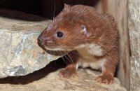 Weasel (Mustela nivalis) 2