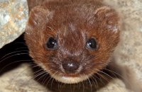 Weasel (Mustela nivalis) 3