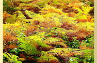 Autumn colours - Wyre Forest (3)