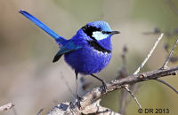Splendid Fairywren (Malurus splendens) 2