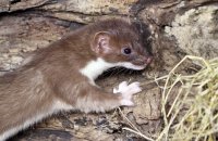 Young Stoat (Mustela erminea) 5