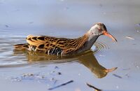 Water Rail swimming (Rallus aquaticus) 3