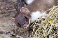 Young Stoat (Mustela erminea) 1