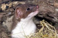 Young Stoat (Mustela erminea) 2