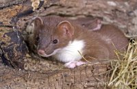 Young Stoat (Mustela erminea) 3