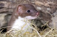 Young Stoat (Mustela erminea) 4