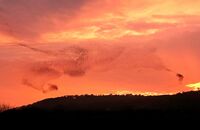 Starlings at RSPB Leighton Moss