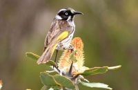 New Holland Honeyeater (Egretta novaehollandiae)