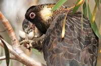Carnaby's Black-Cockatoo (Calyptorhynchus latirostris)