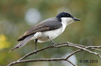 Restless Flycatcher (Myiagra inquieta)