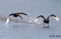 Black Swans fighting (Cygnus atratus)