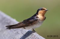 Welcome Swallow  (Hirundo neoxena)