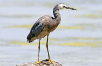 White-faced Heron (Egretta novaehollandiae)