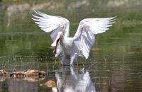 Yellow-billed Spoonbill (Platalea flavipes)