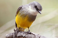 Western Yellow Robin (Eopsaltria griseogularis)