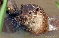European Otter (Lutra lutra lutra) 1