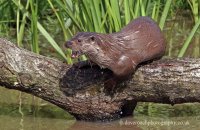 European Otter (Lutra lutra lutra) 2