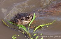 European Otter (Lutra lutra lutra) 3