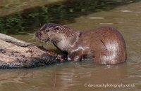 European Otter (Lutra lutra lutra) 4