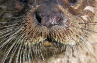 European Otter in close-up (Lutra lutra lutra) 5
