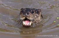 European Otter (Lutra lutra lutra) 6