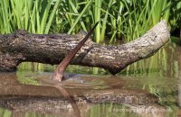 European Otter mid-dive (Lutra lutra lutra) 7