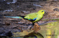 Elegant Parrot drinking (Neophema elegans) 2