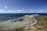 Pelican rookery at Penguin island, W.A. (Pelecanus conspicillatus) 2