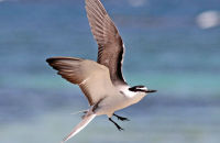 Bridled Tern (Onychoprion anaethetus)