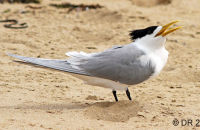 (Greater) Crested Tern (Thalasseus bergii) 1