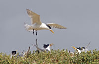 Crested Terns nesting on Penguin Island, W.A. (Thalasseus bergii) 2
