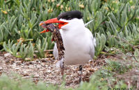 Caspian Tern with fish (Hydroprogne caspia)