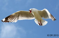 Silver Gull (Chroicocephalus novaehollandiae)