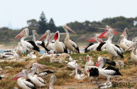 Penguin Island Pelican rookery (Pelecanus conspicillatus) 3