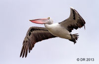 Australian Pelican (Pelecanus conspicillatus) 6