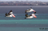 Pelicans 'air-braking' as they come in to land (Pelecanus conspicillatus) 4
