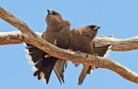 Dusky Woodswallows (Artamus cyanopterus)