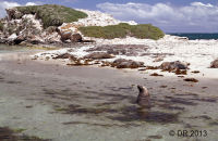 Australian Sealions on the beach at Penguin Island W.A. (Neophoca cinerea)